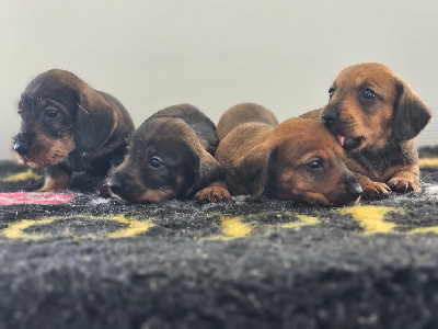 CHIOT 5