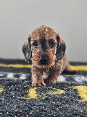 CHIOT 2