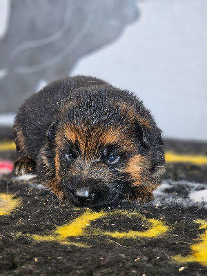 CHIOT 1