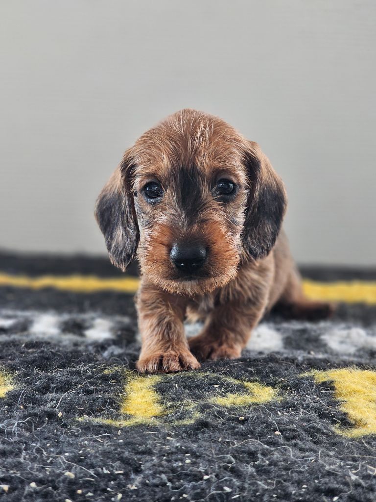 du domaine de sanctae crucis - Chiots disponibles - Teckel poil dur