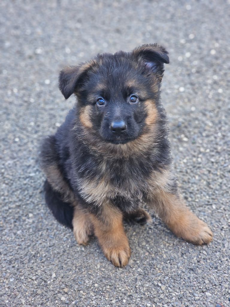 du domaine de sanctae crucis - Chiots disponibles - Berger Allemand Poil Long