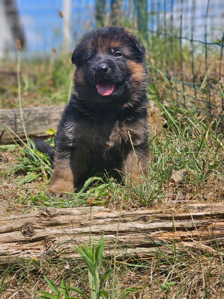 du domaine de sanctae crucis - Chiots disponibles - Berger Allemand