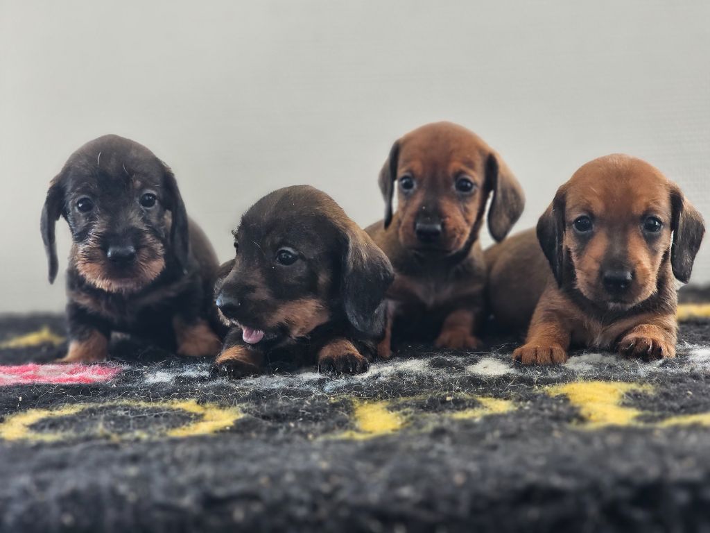 du domaine de sanctae crucis - Chiots disponibles - Teckel poil dur