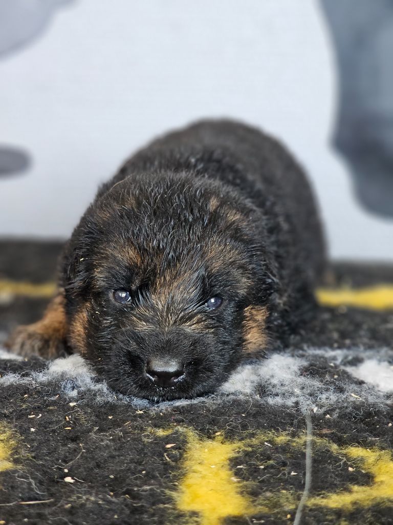 du domaine de sanctae crucis - Chiots disponibles - Berger Allemand